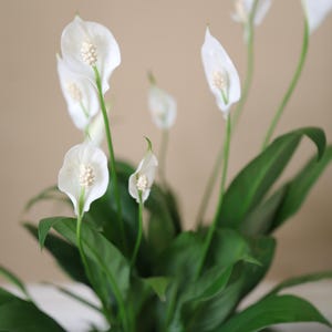May include: A close-up of a peace lily plant with several white flowers and green leaves. The flowers have a prominent white petal and a central spike. The leaves are a deep green color.