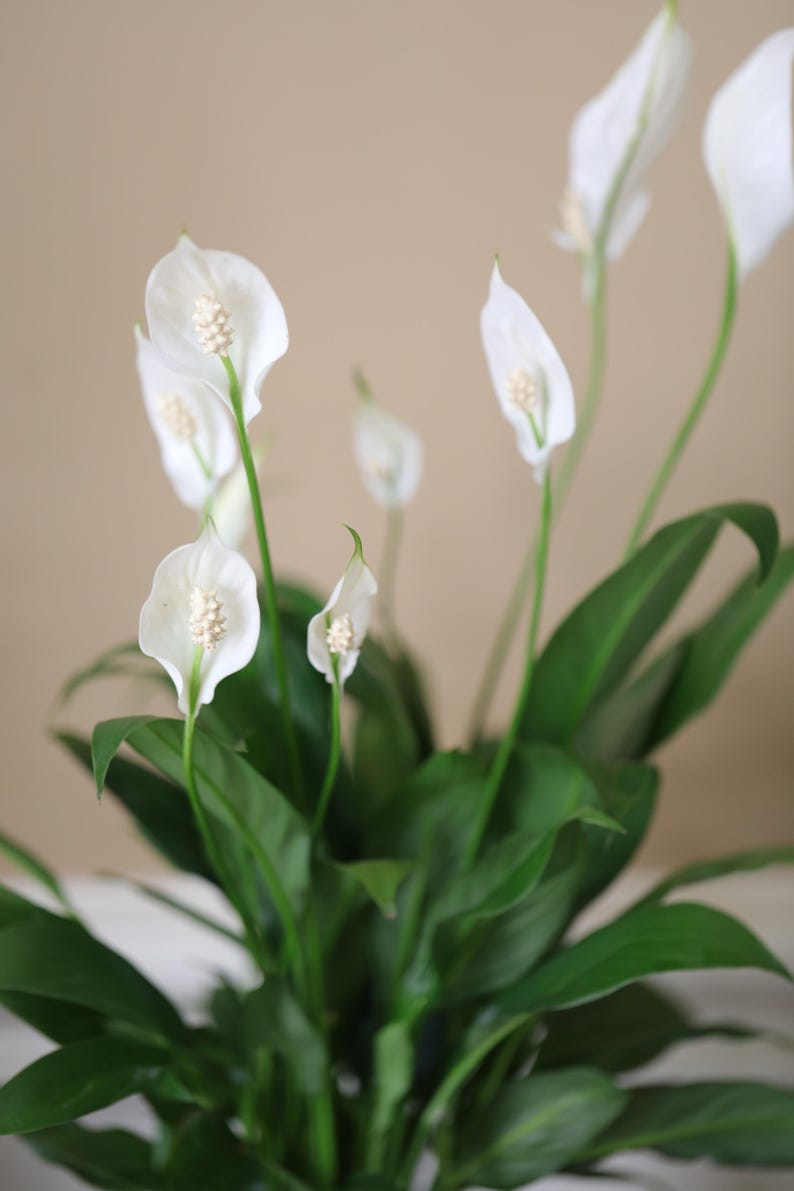 May include: A close-up of a peace lily plant with several white flowers and green leaves. The flowers have a prominent white petal and a central spike. The leaves are a deep green color.