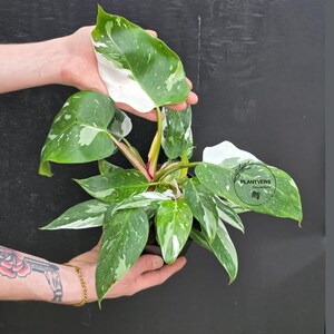 May include: A potted Philodendron White Princess plant with large, variegated leaves. The leaves are a mix of deep green and white, with pink stems. The plant is held in a black pot against a dark background. The logo "PLANTVERS" is visible.