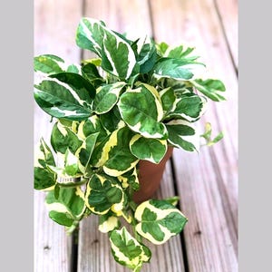 marble pothos plant Pothos 'Marble Queen'