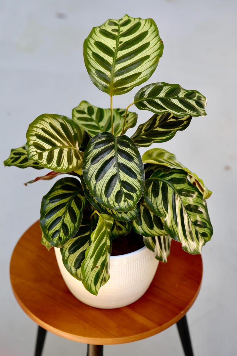 Live Calathea Makoyana in Grow Pot - Thumbnail 2