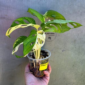 Monstera Adansonii Half Moon - Etsy