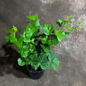 Green Ivy Live Plant in a 4&quot; Pot - English Ivy Indoor Vining Plant - Trailing Plant - Low Light Climbing Plant - Easy Care House Plant