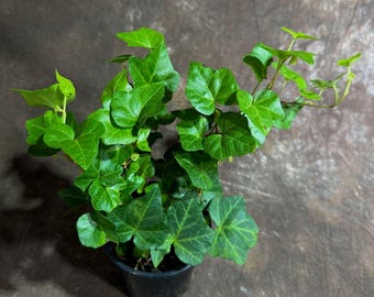 Green Ivy Live Plant in a 4" Pot - English Ivy Indoor Vining Plant - Trailing Plant - Low Light Climbing Plant - Easy Care House Plant