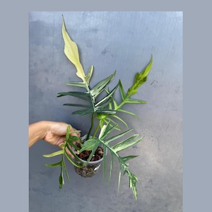 Philodendron Florida Beauty x Tortum - Extremely Rare Plant - Super Rare Collector Plant -  Variegated Rooted Plant - EXACT Plant -US Seller
