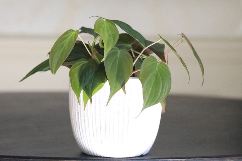 Velvet Leaf Philodendron Plant - Thumbnail 2