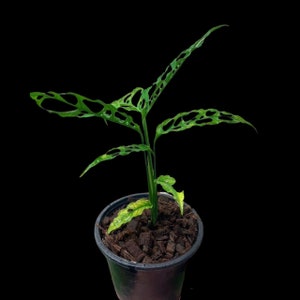 Monstera Obliqua Peru Potted Plant | Live Rare Houseplants | Window-Leaf Monstera | US Seller