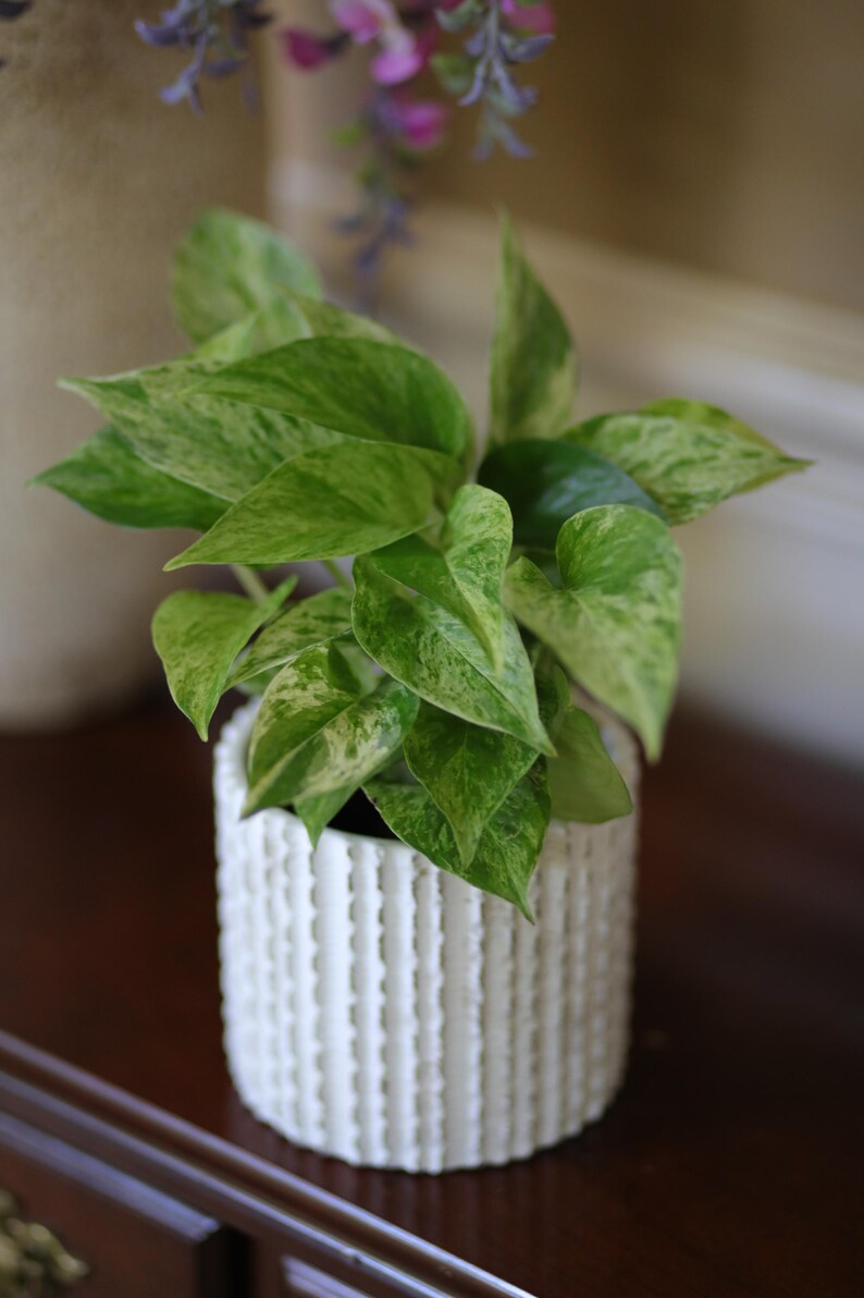 PlantVers Pothos - Thumbnail 3