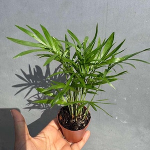 May include: A small potted plant with vibrant green, feathery leaves. The plant is in a small, round, brown pot. The plant's shadow is cast on a gray background.