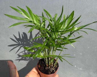 Parlor Palm Live Indoor Plant in a 2 Inch Grow Pot- Chamaedorea elegans-  Easy care low light Houseplant - Small Tiny Plant