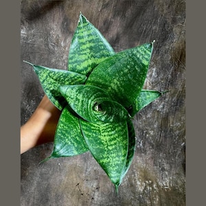 Rare Sansevieria 'Forest Star' Snake Plant in a 4” Pot - Indoor Air Purifier Plant - Live Houseplant - Best Office Plant - Gift for Mom