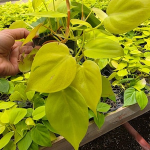 May include: A close-up of a vibrant, neon-green Philodendron plant with large, heart-shaped leaves. The plant is in a black pot, and the background shows other plants in a greenhouse setting. The leaves have a smooth texture and a bright, eye-catching color.
