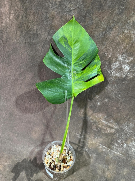 斑入りモンステラ Green on green モンステラ斑入りデリシオーサGreen