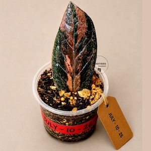 May include: A single variegated plant leaf with dark green and reddish-pink tones planted in a clear plastic cup filled with soil. A red label on the cup and a brown paper tag both feature the handwritten text JULY - 10 - 26 in black ink.