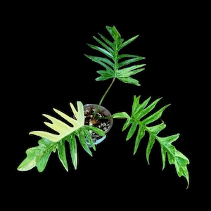 Philodendron Florida Beauty x Tortum - Extremely Rare Plant - Super Rare Collector Plant -  Variegated Rooted Plant - EXACT Plant -US Seller