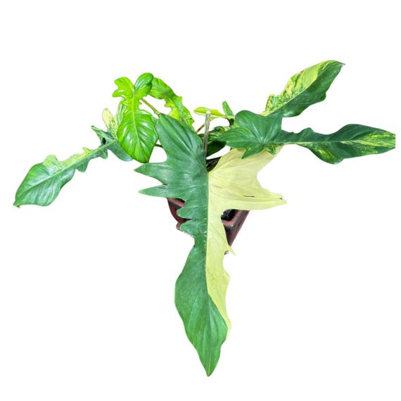 希少　Philo florida beuaty X Mayoi Philodendron Florida Beauty x Mayoi – Casa Botanica