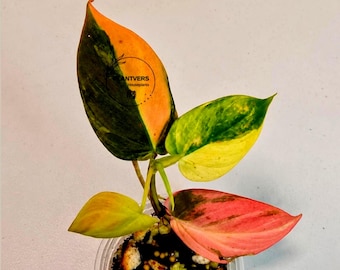 Philodendron Mican Aurea variegado - Planta viva - Rara pieza de coleccionista - Vendedor estadounidense