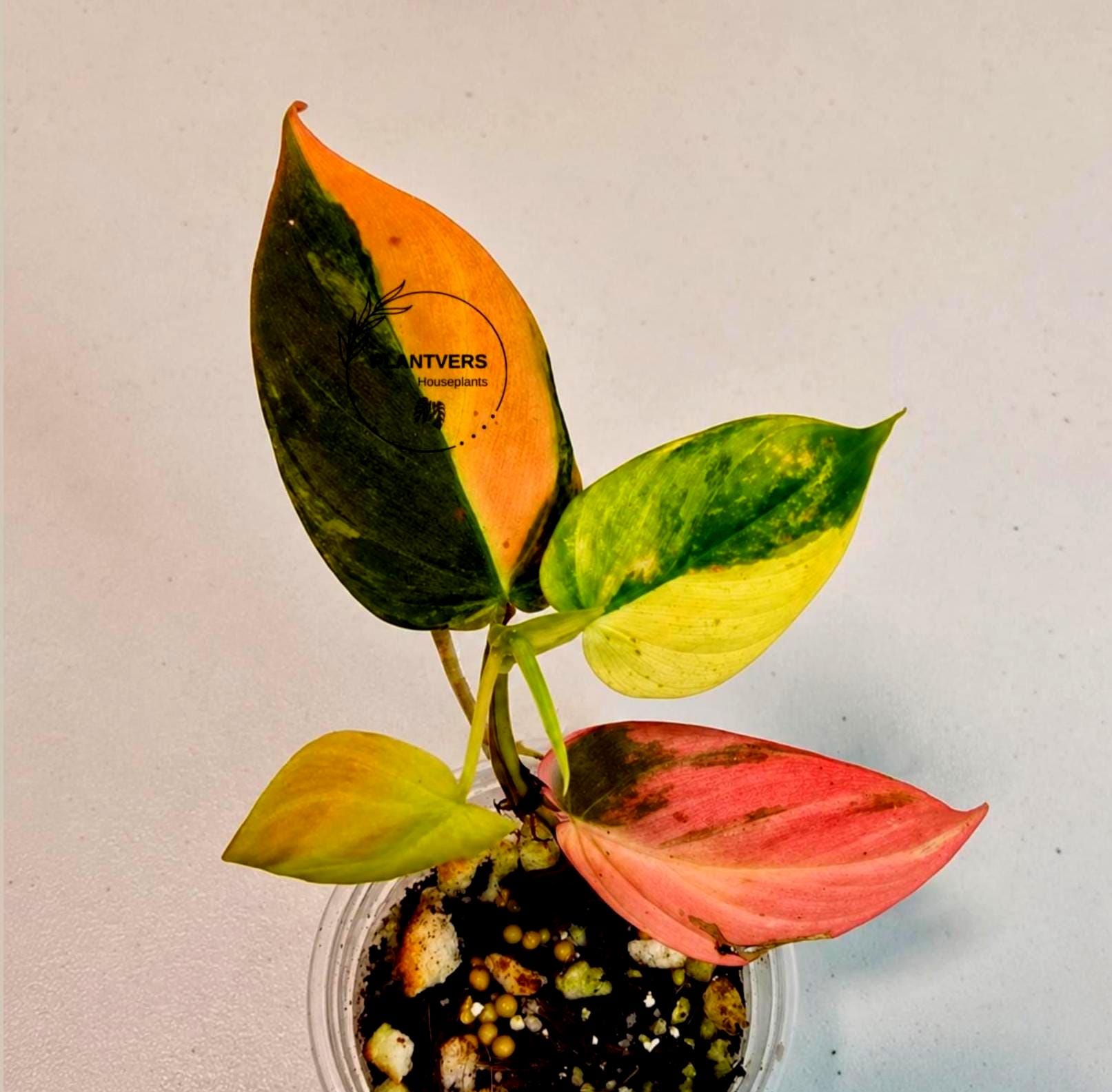 Variegated Philodendron Micans Aurea - Etsy