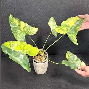 watering plants pot Wavyleaf Self Watering Planter | Water Once and Forget It For a Month main image 0