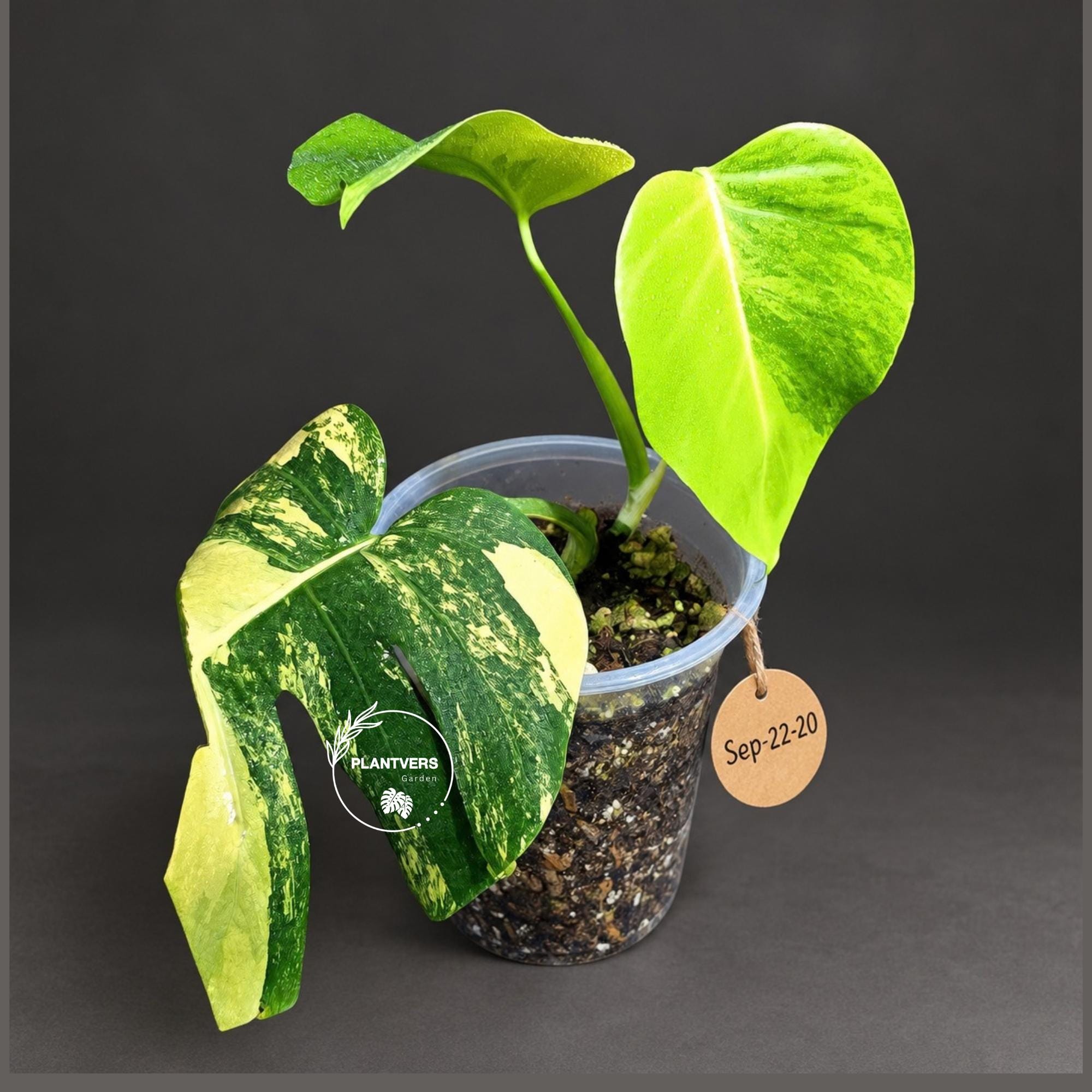 Variegated Monstera Borsigiana Aurea Live Plant - Monstera Aurea