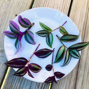 May include: A white plate with six cuttings of purple and green striped leaves. The leaves are arranged in a circular pattern on the plate.