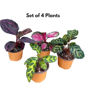 May include: A set of four potted plants with vibrant foliage. The plants feature a variety of leaf colors, including deep purple, bright pink, and shades of green. The pots are a warm orange color, and the text "Set of 4 Plants" is displayed above.