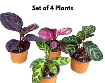 Set of 4 Live Indoor Plants in 4 Pots | Assorted Mystery Houseplant Bundle  | Easy Care Low Light Indoor Plants | Home Dcor Plant Gift Set - Etsy