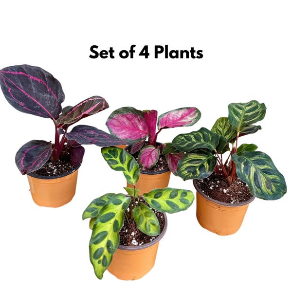 Calathea Live Plant Set Assorted - 2” Potted Prayer Plants - Calathea Roseopicta Rosy, Lancifolia, Dottie, Makoyana - Gift Houseplants