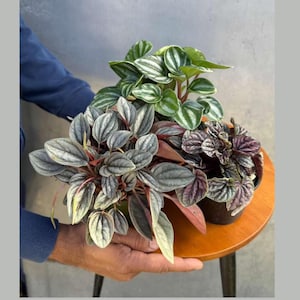 Pu&ograve; includere: Tre piante di Peperomia in vaso con diversi colori e trame delle foglie. Le piante sono tenute su un tavolino di legno. Le foglie variano dal verde e bianco a strisce all'argento e sfumate di rosso, e viola intenso.