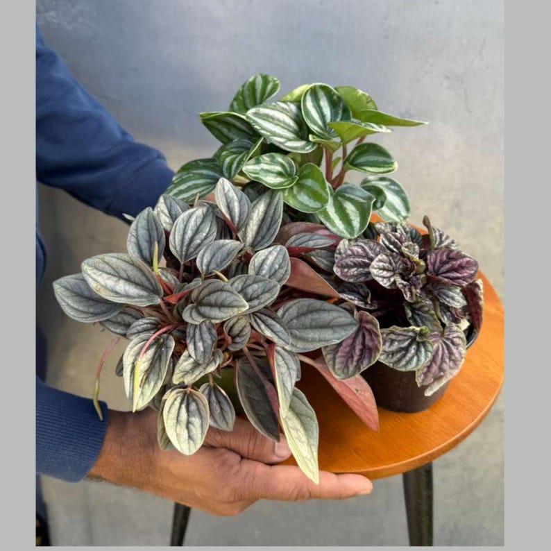 Pu&ograve; includere: Tre piante di Peperomia in vaso con diversi colori e trame delle foglie. Le piante sono tenute su un tavolino di legno. Le foglie variano dal verde e bianco a strisce all'argento e sfumate di rosso, e viola intenso.