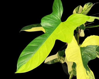 Philodendron Bipennifolium Variegated- High Variegated Philodendron Bipennifolium Cutting - Exact SAME Plant - US Seller