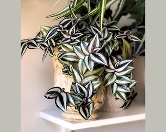 Silver Wandering Jew Plant in 4" Nursery Pot - Rare Tradescantia - Pink Silver Wandering Jew - Easy Care Hardy Indoor Houseplant
