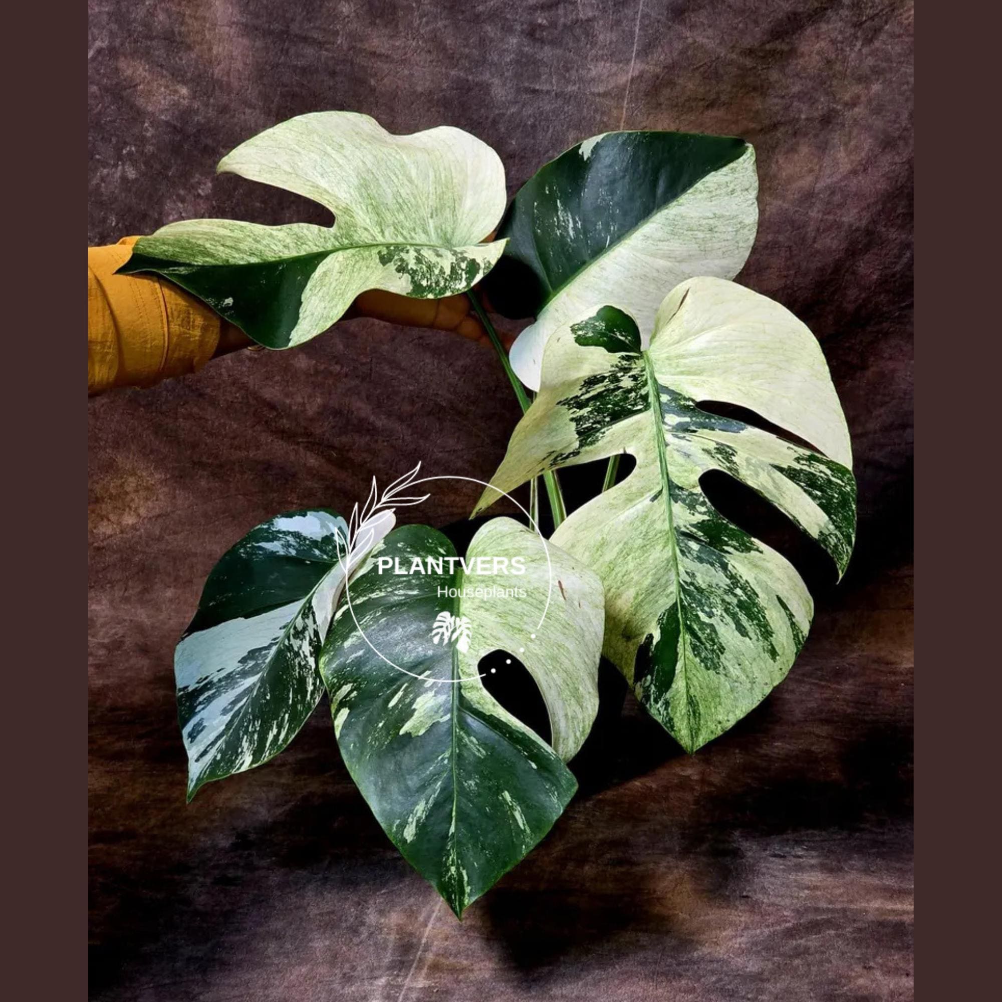Variegated Albo Monstera Seeds - Etsy