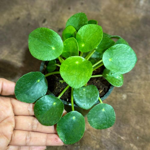 curly leaf plant Chlorophytum comosum 4"