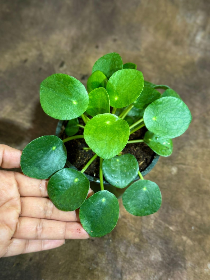 May include: A small, potted Pilea peperomioides plant, also known as a Chinese money plant, with vibrant green, round leaves. The plant is in a black pot, set against a brown background. The leaves have a smooth texture and are arranged in a circular pattern.