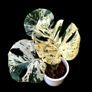May include: A variegated Monstera plant with large, heart-shaped leaves featuring a mix of deep green and creamy white patterns. The plant is potted in a white plastic container filled with brown soil. A circular logo reads PLANTVERS Houseplants.