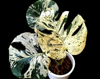 Rare Variegated Monstera Deliciosa Bulbasaur Live Plant - EXACT Collector Houseplant - US Seller