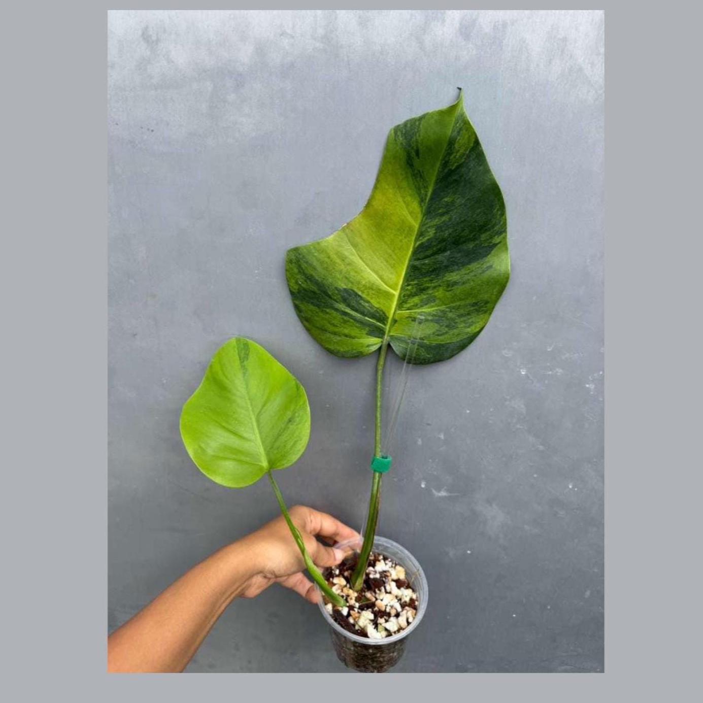 Super Rare Variegated Monstera Green on Green Plant - Variegated