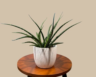 Rare Fernwood Mikado Snake Plant in 3” pot - Indoor Easy Care Low Maintenance Houseplant - Low Light Succulent - Live Houseplant - US seller