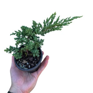 Juniper Procumbens Live Bonsai Tree 4” Grow Pot- Small Bonsai Plant - Plant Lover Gift- Indoor Outdoors Lucky Unique Housewarming Gift Plant