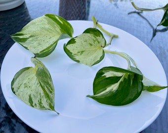 Mutant Manjula - Pothos - New Variety - Tropical Houseplant - Available in  Multiple Sizes - LIMIT: One per Customer - Etsy