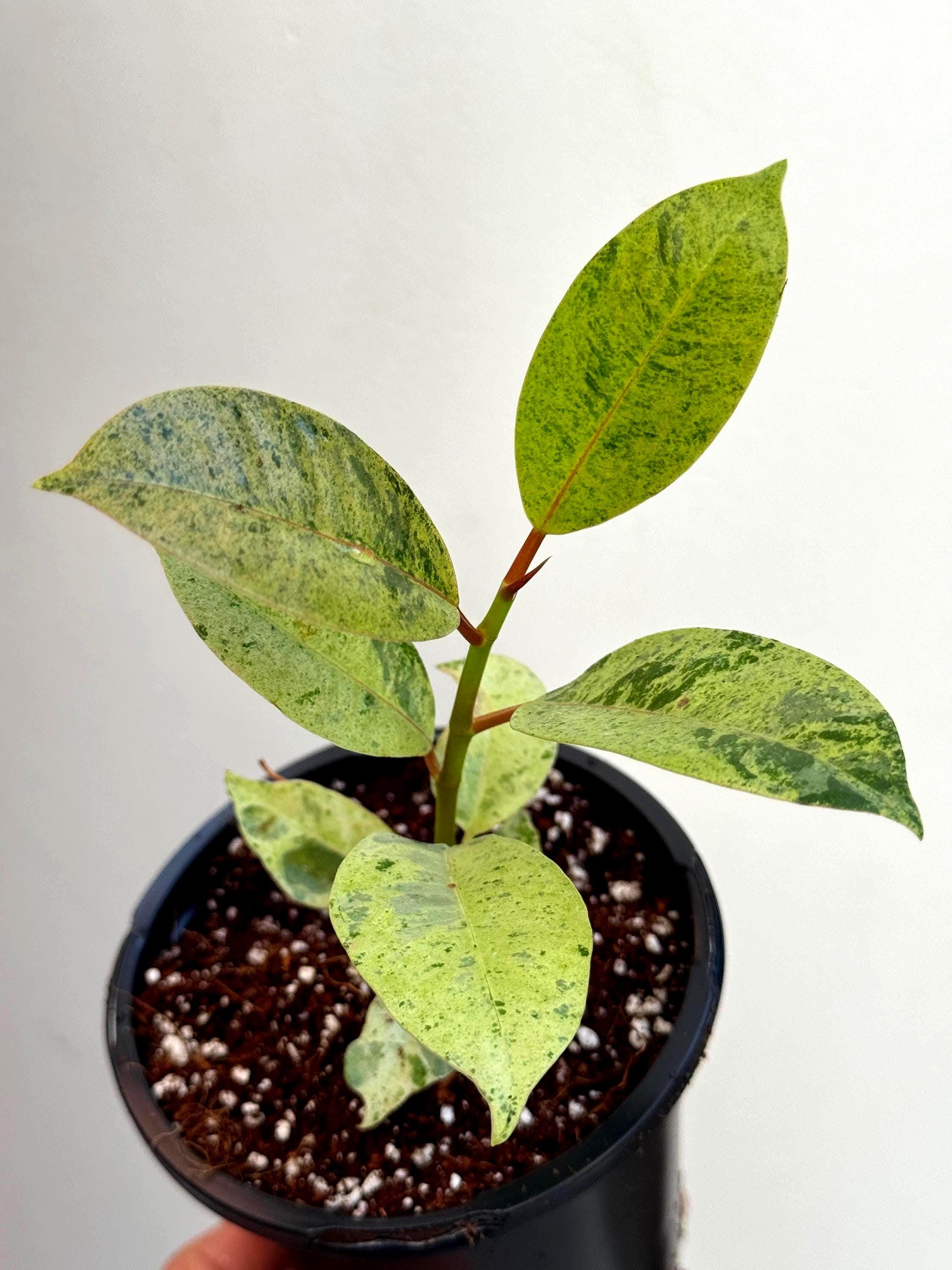 Ficus Shivereana Variegated in 4