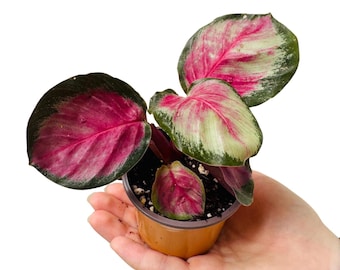 Calathea Setosa Starter Plant (ALL STARTER PLANTS Require You to Purchase 2  Plants!) - Etsy