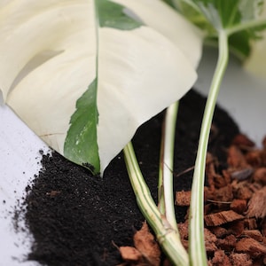 May include: A variegated Monstera plant with white and green leaves is potted in a mix of dark soil and brown coconut coir.