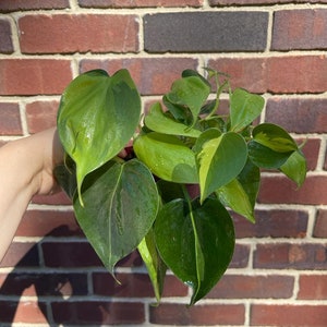 Rare Brazilian philodendron mature vines in 4&quot; Pot-  Philodendron Brazil - philodendron hederaceum - Easy Care Plant - US seller
