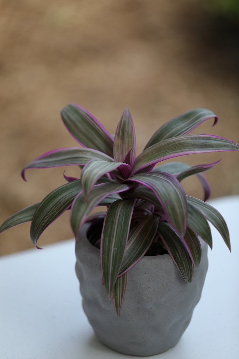 Tradescantia Spathacea Tricolor - Thumbnail 2