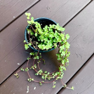 Biblical Job&#39;s Tears Plant - Blue Baby Tears In 4&quot; Nursery Pot  - Pilea glauca - Indoor succulent plant - Easy care houseplant - US Seller