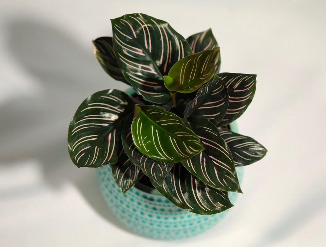Florida House Plants Calathea Ornata - Pinstripe Plant, Zebra Plant, Live Indoor/Outdoor