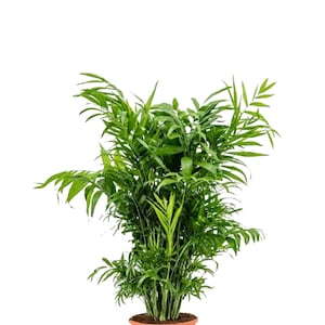 Parlour Palm Indoor Plant - Low Light House plant - Air Purifier Plant in Pot - Parlour Palm - Easy Care Plant - US seller
