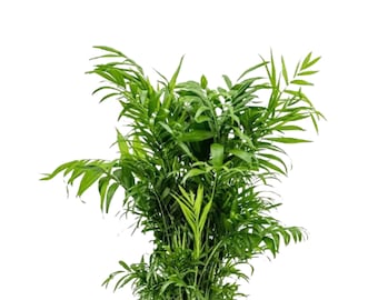 Parlour Palm Indoor Plant - Low Light House plant - Air Purifier Plant in Pot - Parlour Palm - Easy Care Plant - US seller